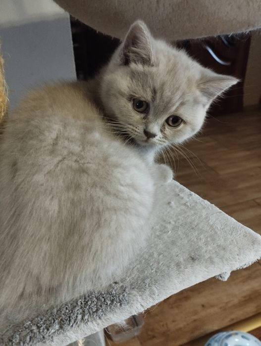 Kotek brytyjski Liliowy