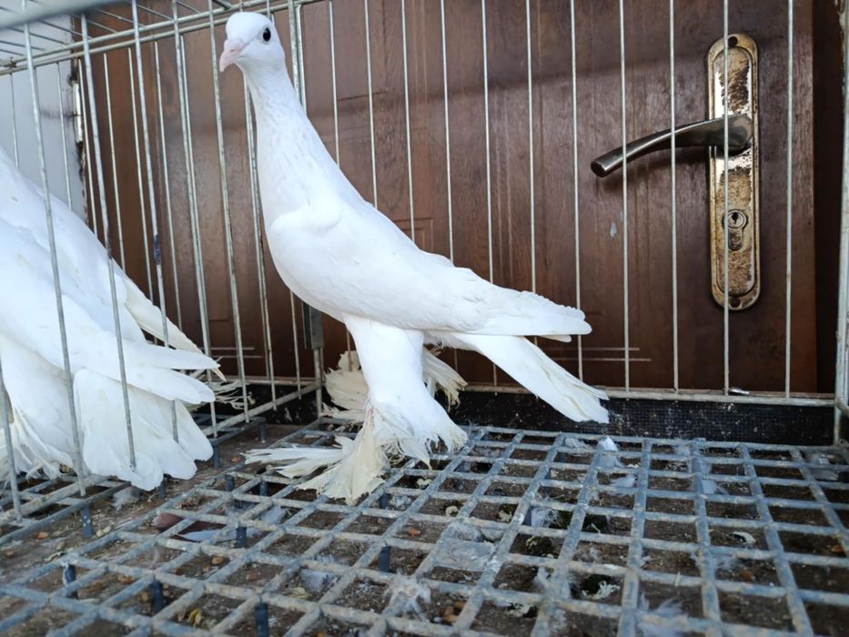 Bociany dolnośląskie para i samica