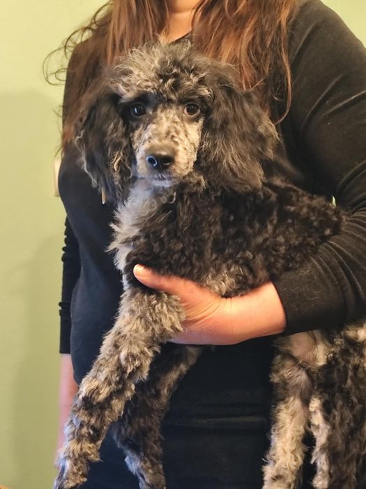 Pudel miniaturowy merle samiec