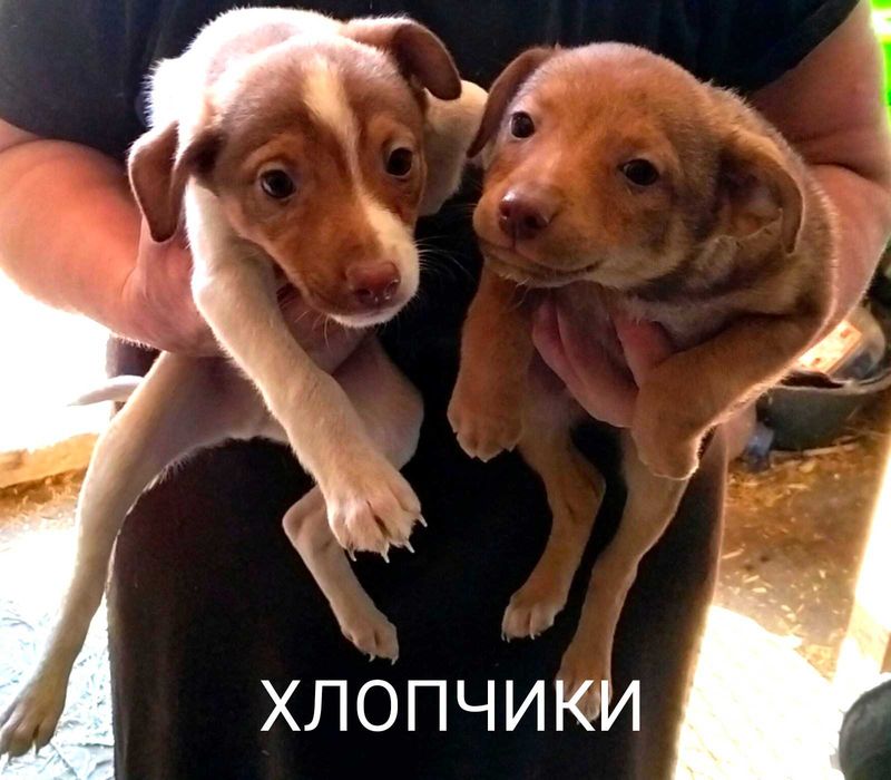 Віддам в люблячі руки