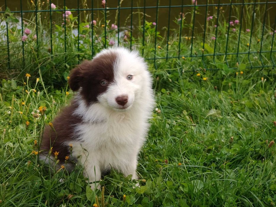 Szczeniak Suczka Border Collie Do Odbioru
