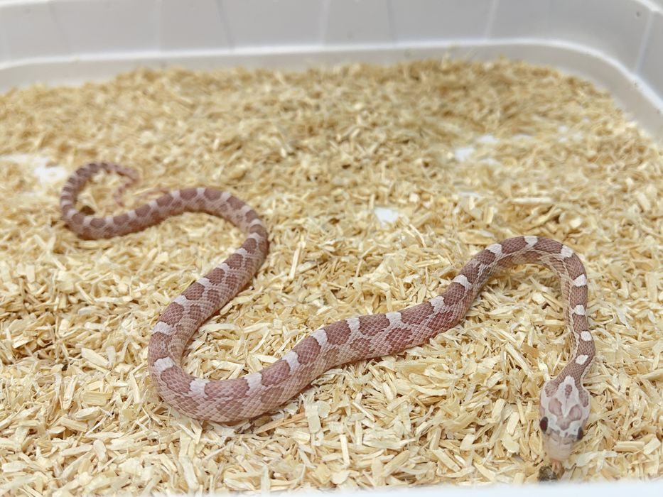 Wąż zbożowy węże zbozowe