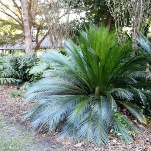 Cyca Macrozamia miquelii - cica