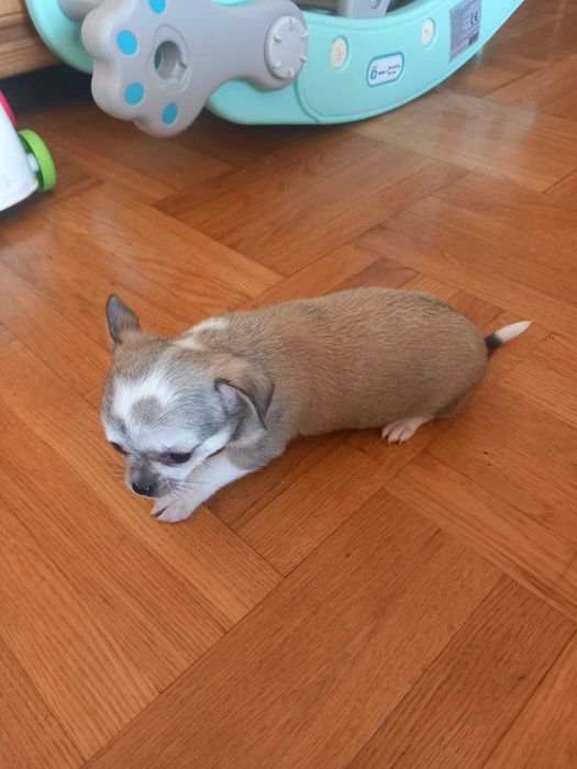 Szczeniaczek chihuahua