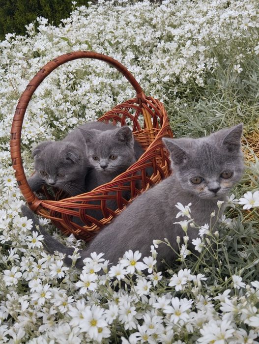 Шотландські кошенята