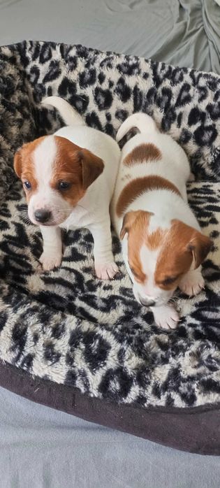 Jack Russell terrier -suczka