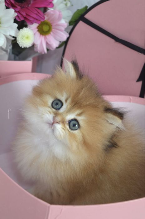 Британские котята золотая шиншилла