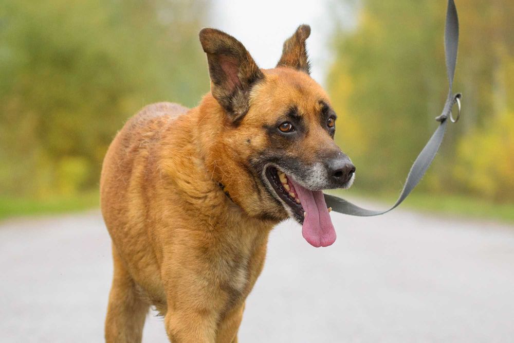 Wspaniały duży rudy pies - Lord marzy o kochającym domu