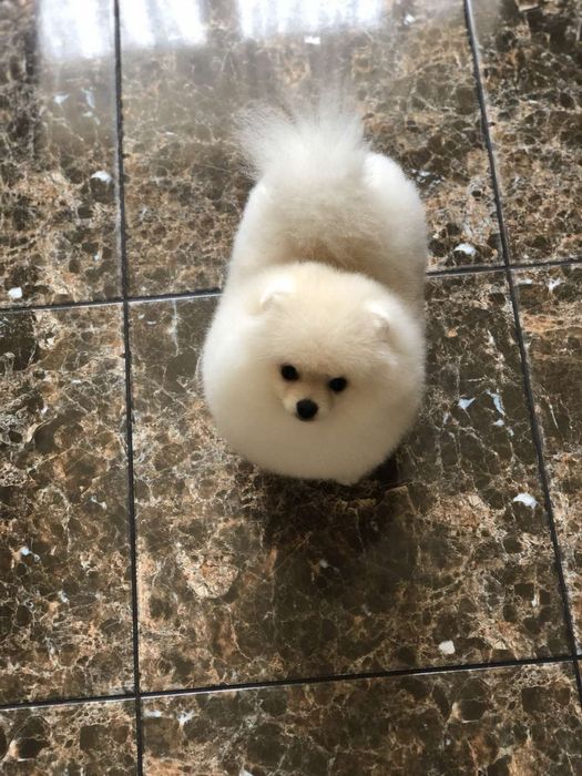 Пропонуємо вʼязку (случка шпица) кремовий померанський шпіц