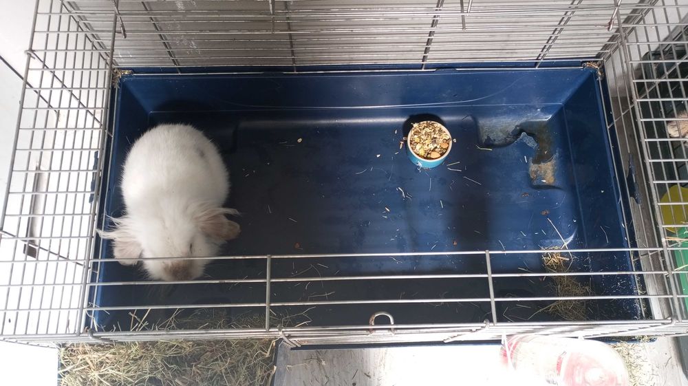 Trio de coelhos mini lop bellier