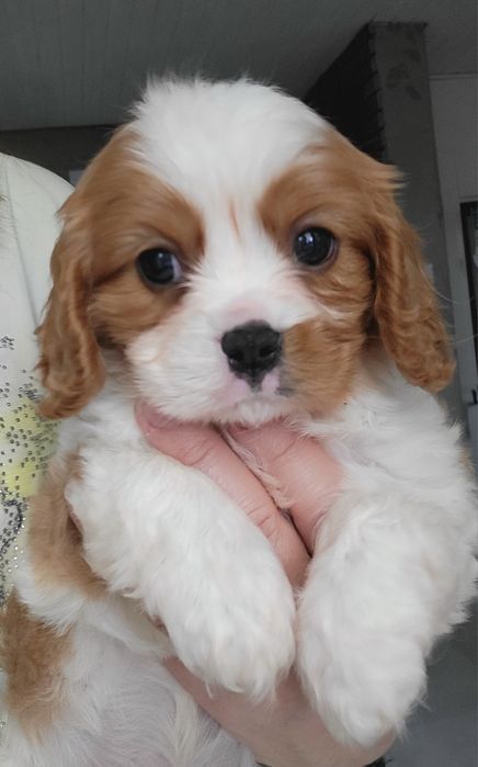 Cavalier King Charles Spaniel Chłopiec Blenheim Warszawa Bemowo