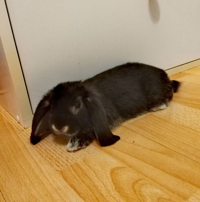 Króliczek do oddanie mini lob