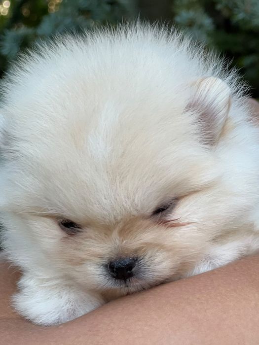 Pomeranian mini boo dziewczynka