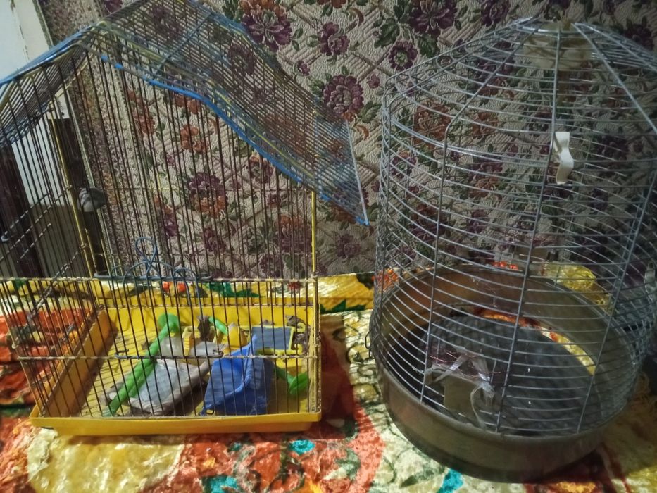 Клітки для попуг.
