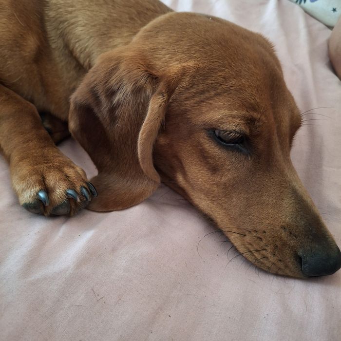 Нужен жених для девочки..Чистокровная такса