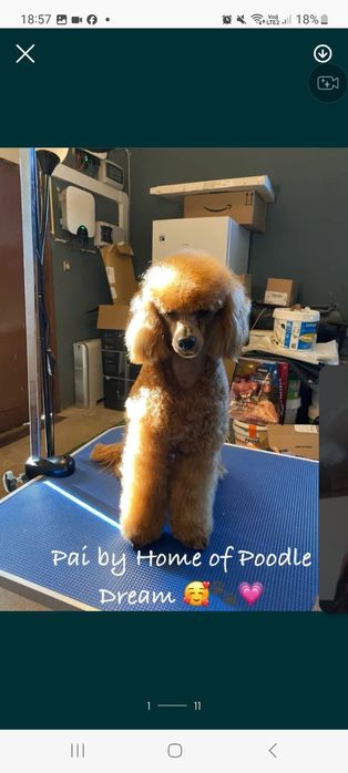 Lindos meninos de caniche toy e mini toy para ACASALAR!!!
