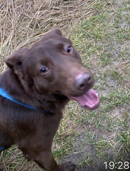 Czekoladowy Tego do adopcji