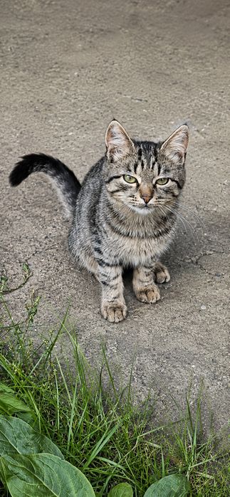 Кошенята шукають родину.