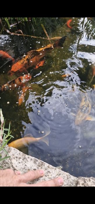 Peixes Cometas e pimpões