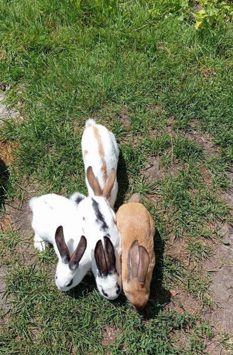 Кролі молоді домашні