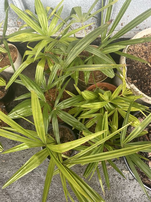 Пальма Трахикарпус