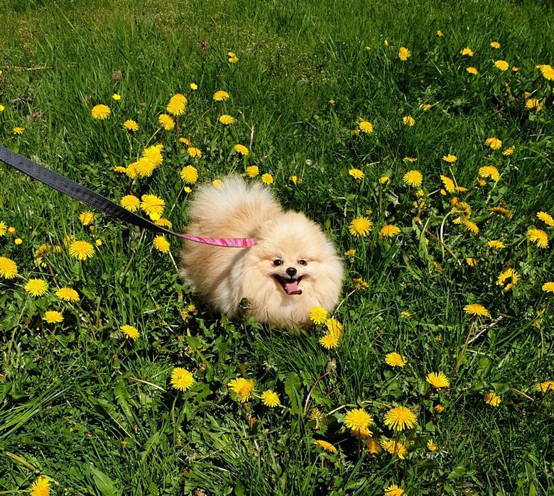 Szpicy miniaturowy pomeranian Reproduktor