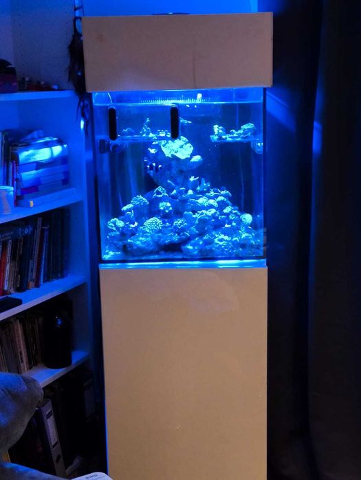 akwarium morskie euphyllia szczepki