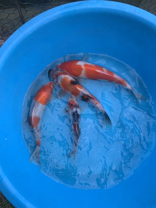 Карпы КОИ. Декоративная рыбка для прудов и водоемов!!!