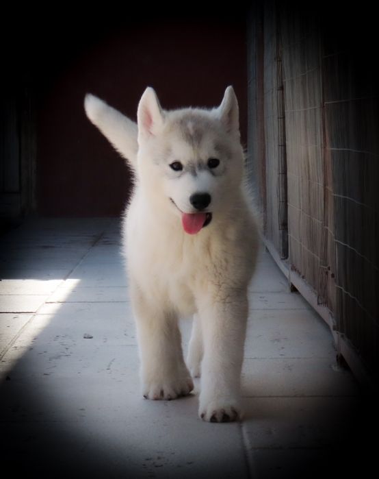 Husky Siberiano c/LOP