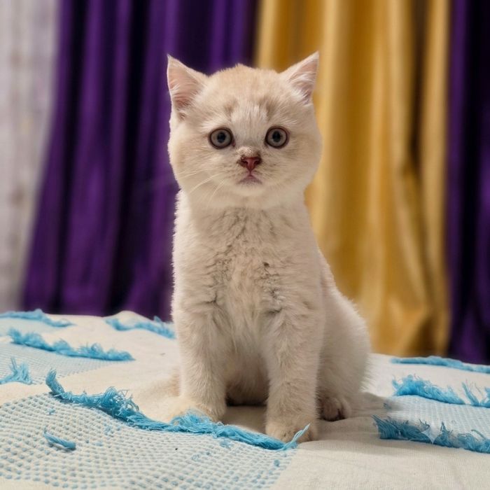 Gatinho scottish straight bicolor