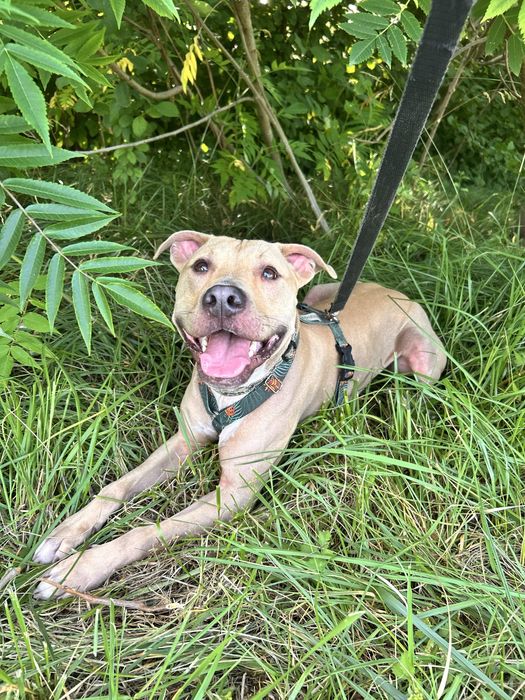 Fart w typie amstaffa szuka domu