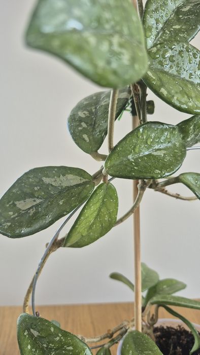 Hoya Hoja  Carnosa  Wilburgraves