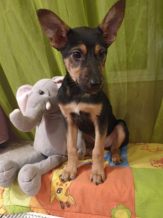 Цуценя, хлопчик, щеплений, кастрований