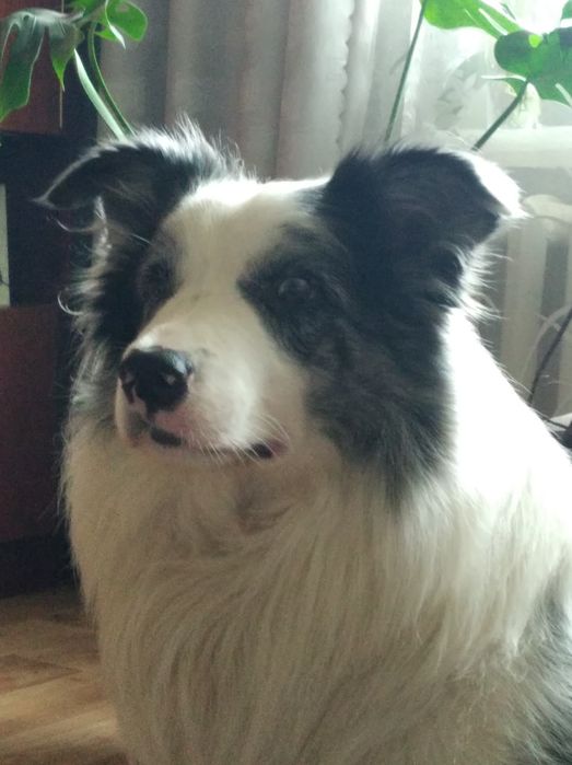 Бордер коллі  собаки