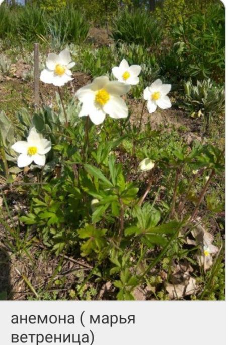 Многолетние цветы ( шалфей, вероника, ехиноцея, и тд),