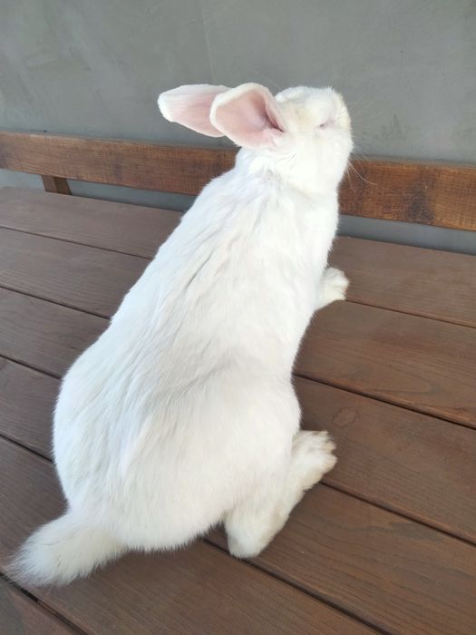 Продаю кролів Білий Панон