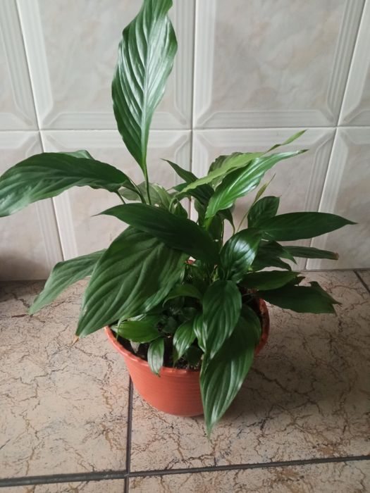 Planta  suculenta e lirios da paz