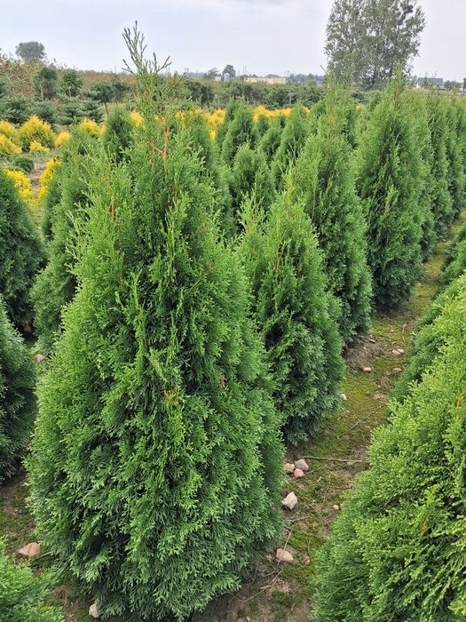 Tuje szmaragd, thuje smaragd, tuja, thuje