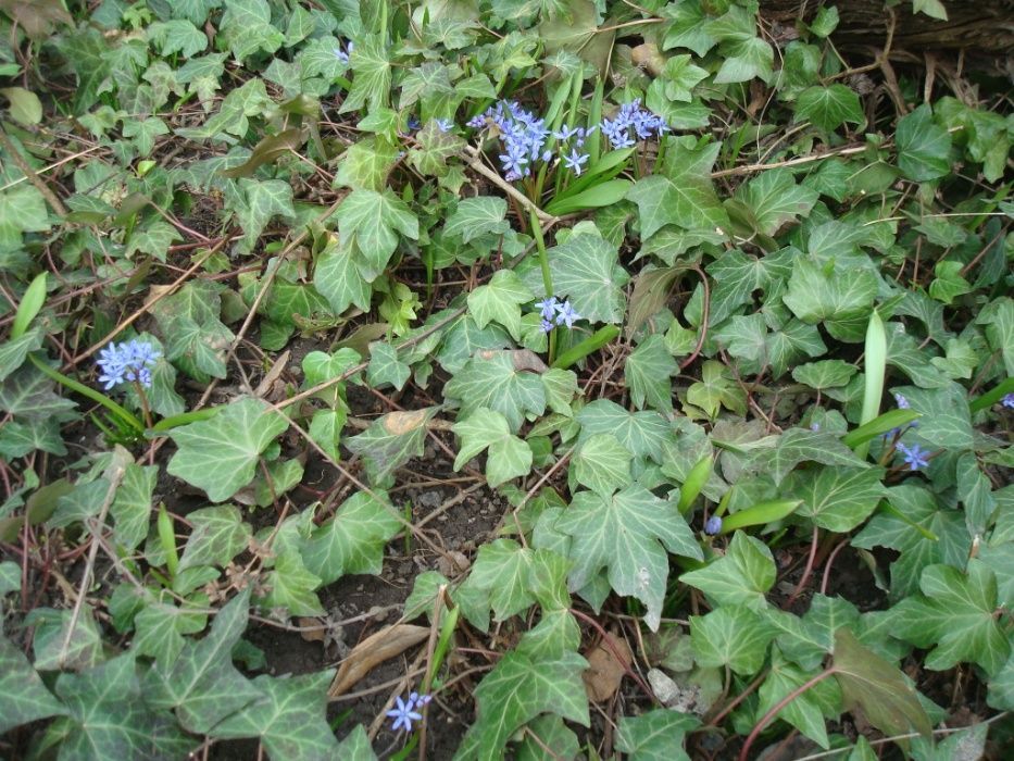 рослини культивовані та дикоростучі