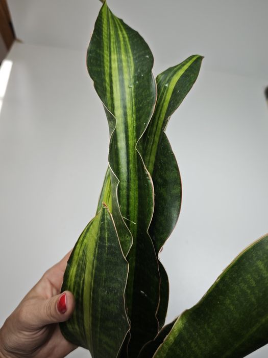 Sansevieria Little Dragon var