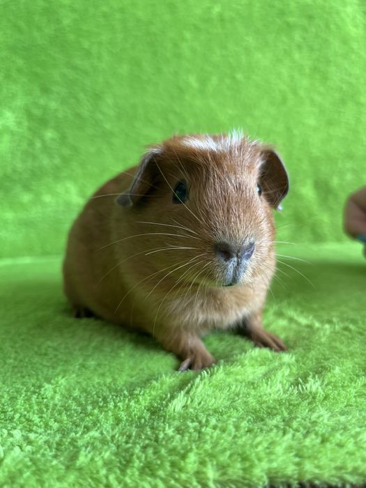 Морська свинка хлопчик