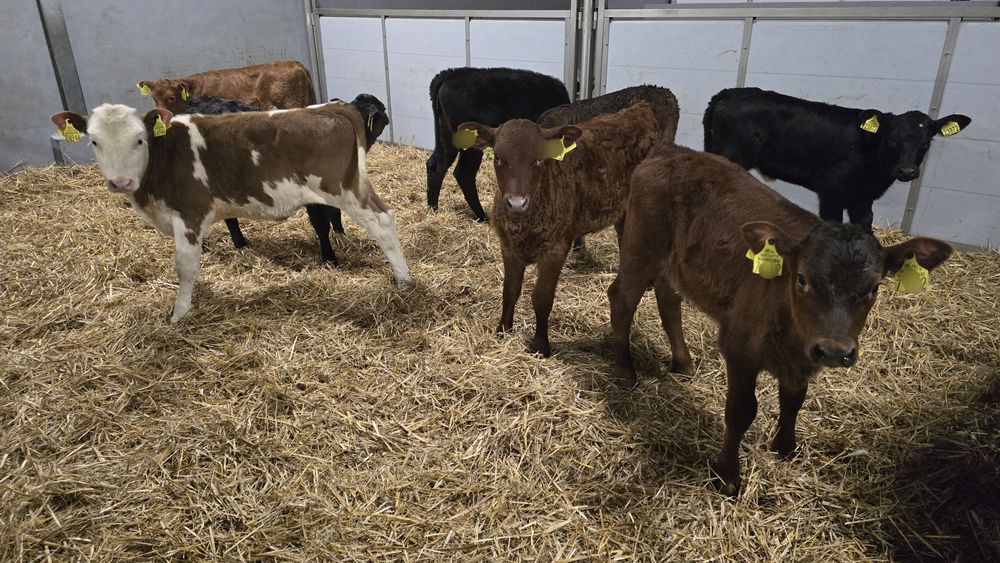 10 jalowek MM Polskie odpojone