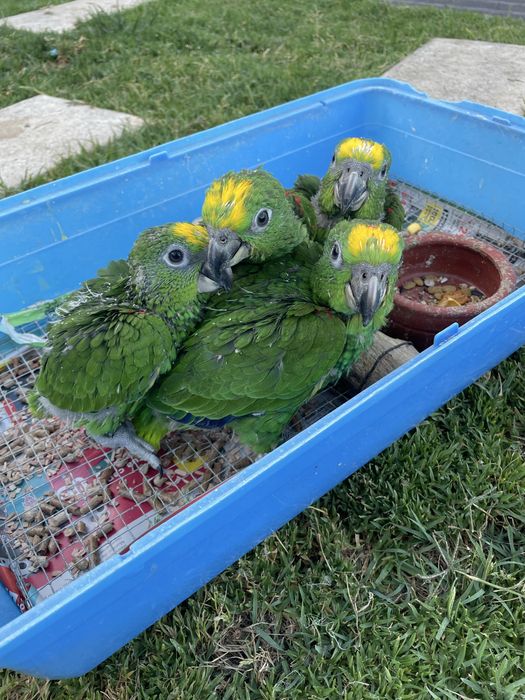 Papagaios amazonas para acabar de criar à mao/domesticar