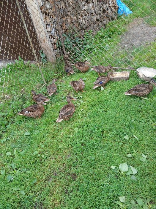 Продам підсадні качки