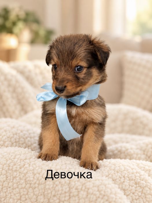 Маленькие собачки в добрые руки!