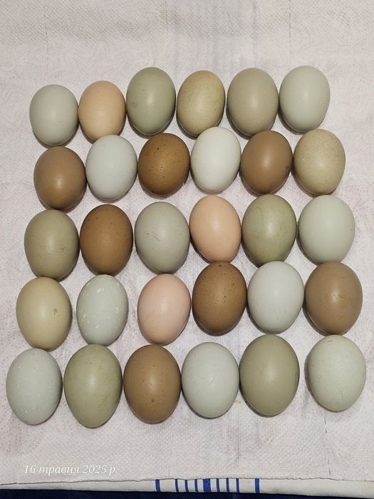 Циплята мікс з кольорового яйця