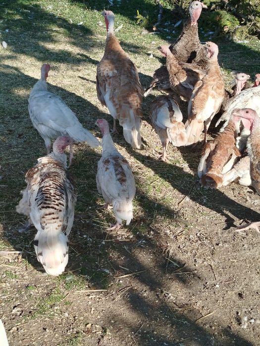 Indyki zdrowe, karmione zbożem