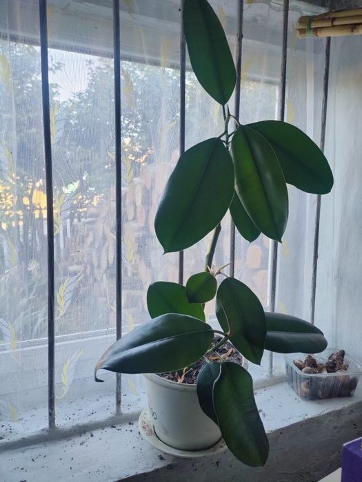 Фікус висота 70 см