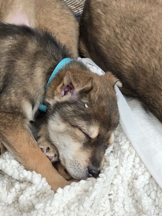 Чарівне цуценя хлопчик шукає родину