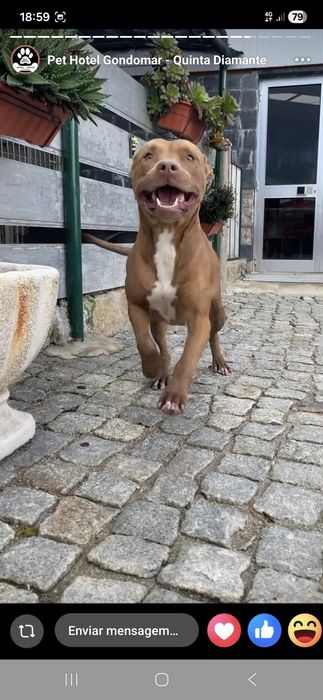 Menina pitbull de 5 aninhos para adopção